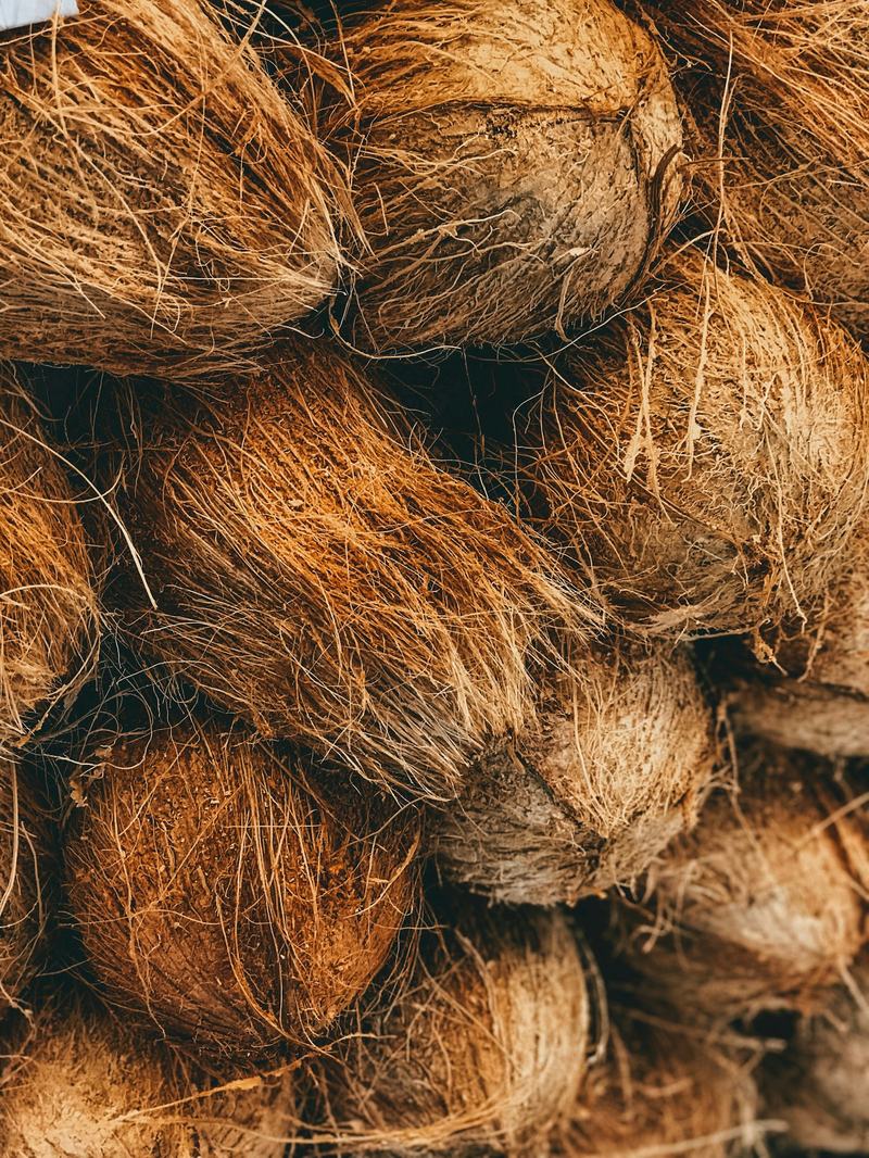 Husked coconuts showing the brown coir fibre used to make coco peat