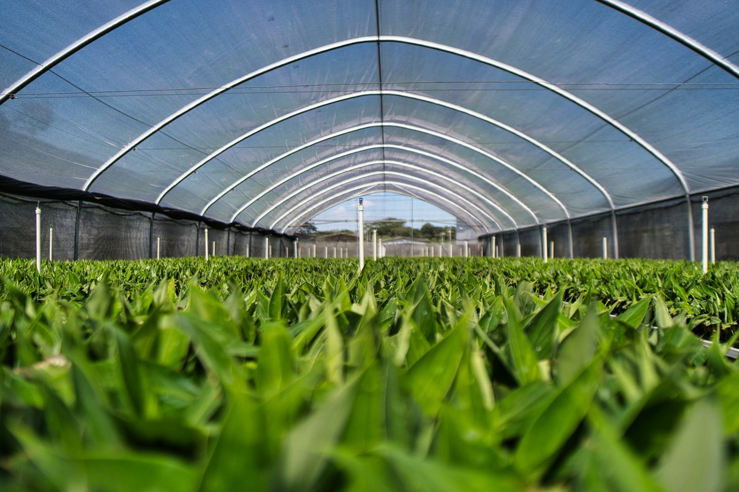 The arched interior of a poly-tunnel greenhouse filled with a young green crop