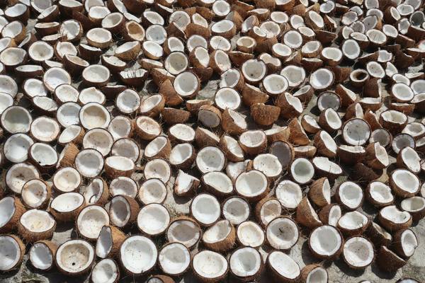 Halved coconuts laid out to dry in the sun before processing