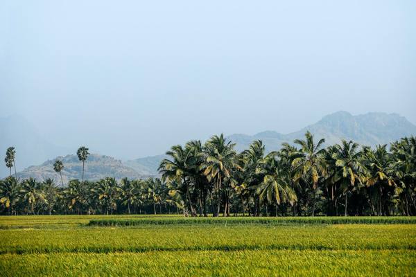Green paddy fields fringed by coconut palms with misted hills behind
