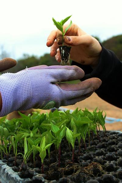 A gloved hand lifting a young seedling and its root plug from a propagation tray