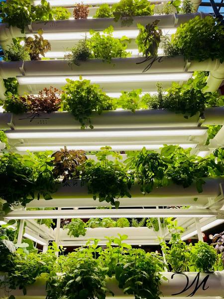 Leafy greens growing in a stacked hydroponic system under grow lights