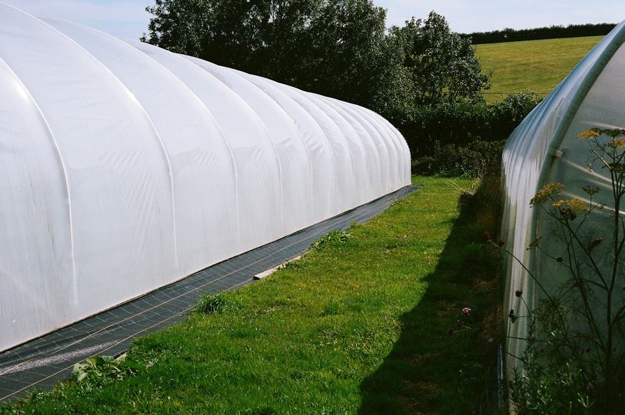 A white poly-tunnel greenhouse standing in a green field