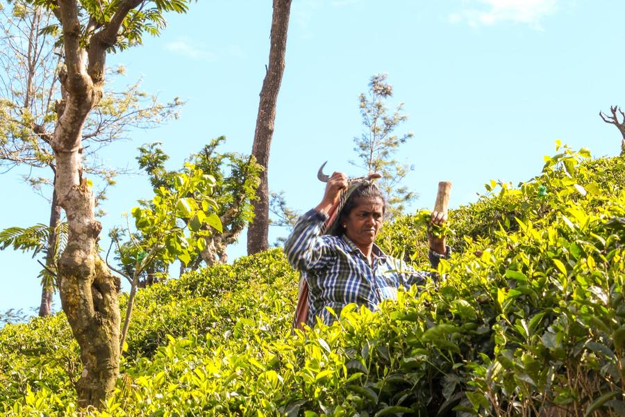 A woman harvesting by hand among green bushes on a hillside plantation
