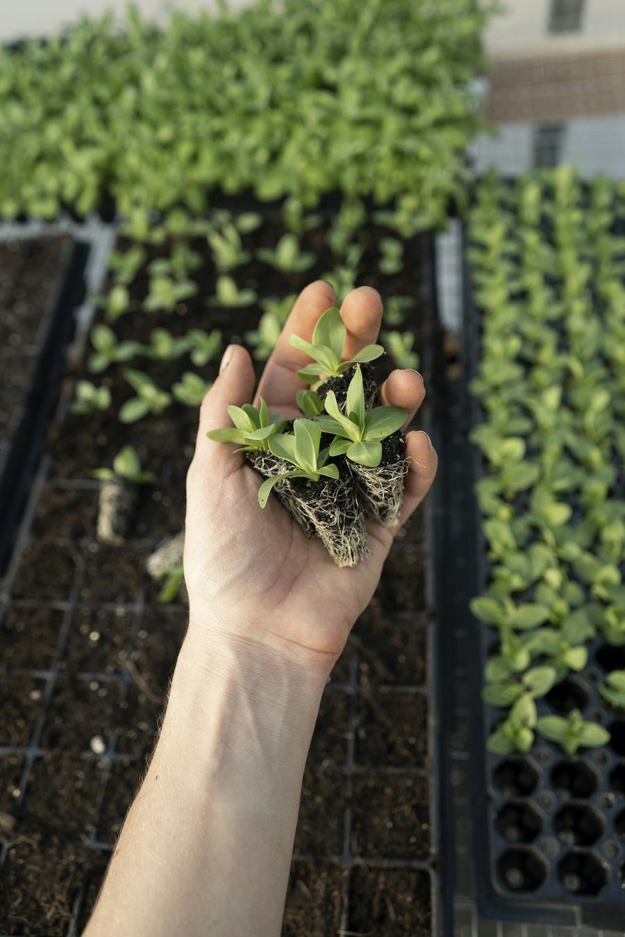 A hand holding a young seedling with its root plug above a tray of seedlings