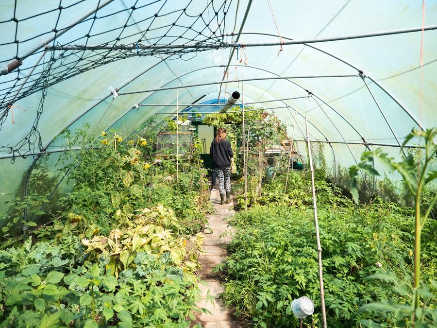 A grower walking between densely planted beds inside a poly-tunnel