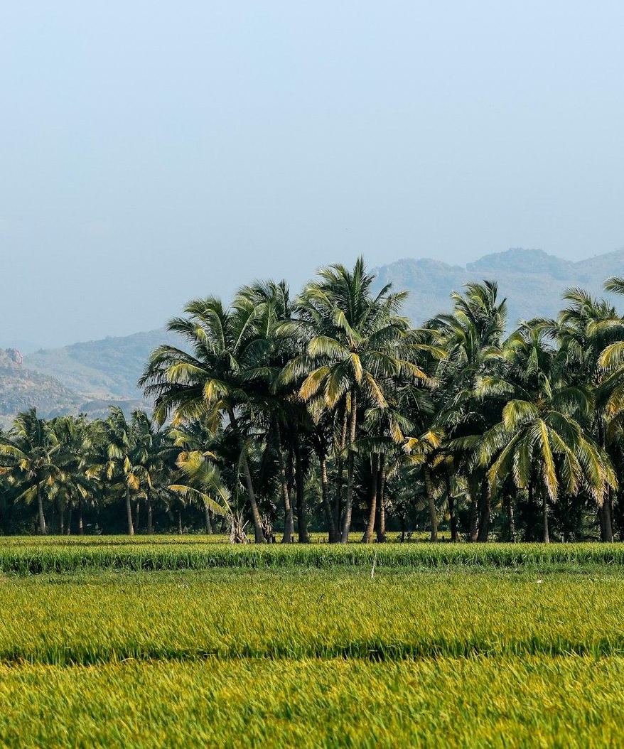 Green paddy fields fringed by coconut palms with misted hills behind